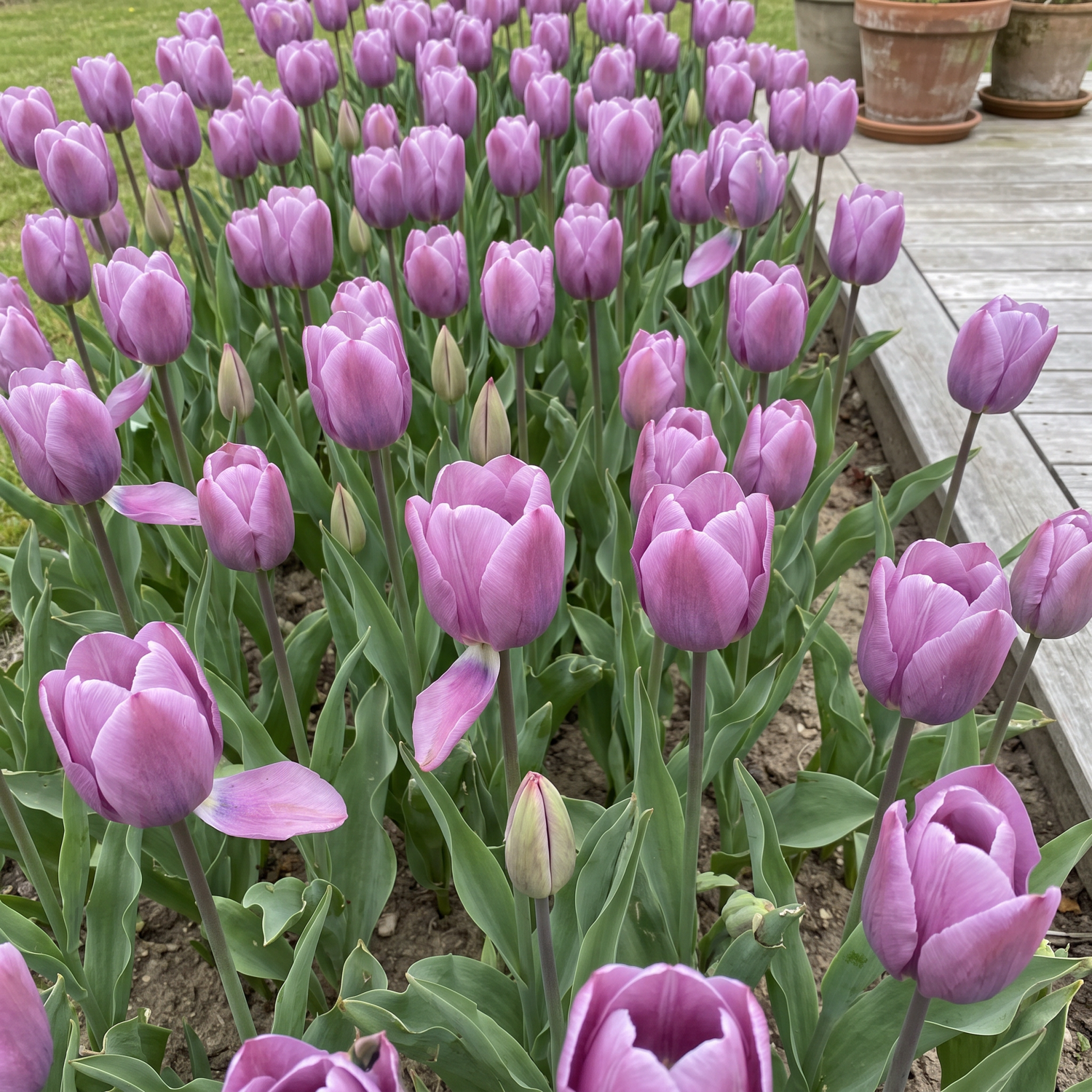 Tulipan 'Bleu Aimable'